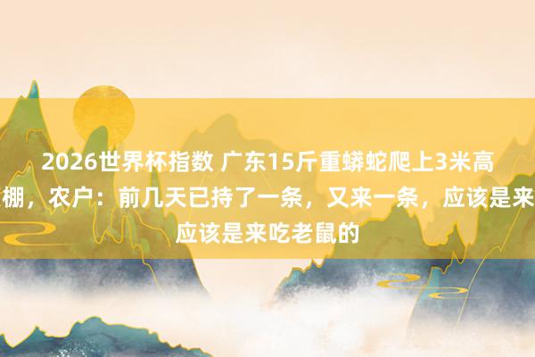 2026世界杯指数 广东15斤重蟒蛇爬上3米高的猪圈顶棚，农户：前几天已持了一条，又来一条，应该是来吃老鼠的