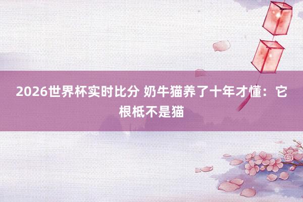 2026世界杯实时比分 奶牛猫养了十年才懂:它根柢不是猫