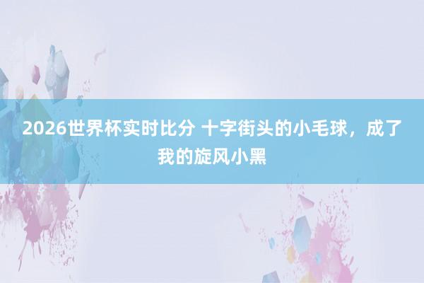 2026世界杯实时比分 十字街头的小毛球,成了我的旋风小黑