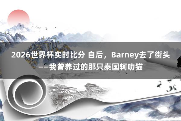 2026世界杯实时比分 自后,Barney去了街头——我曾养过的那只泰国轲叻猫