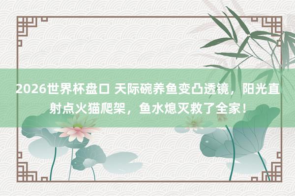 2026世界杯盘口 天际碗养鱼变凸透镜,阳光直射点火猫爬架,鱼水熄灭救了全家!