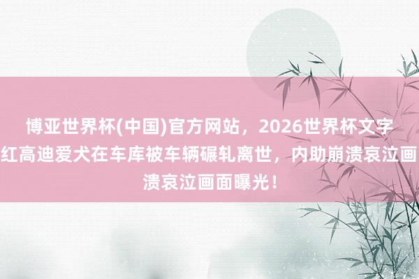 博亚世界杯(中国)官方网站,2026世界杯文字直播 网红高迪爱犬在车库被车辆碾轧离世,内助崩溃哀泣画面曝光!