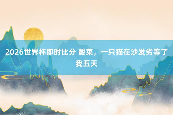 2026世界杯即时比分 酸菜,一只猫在沙发劣等了我五天