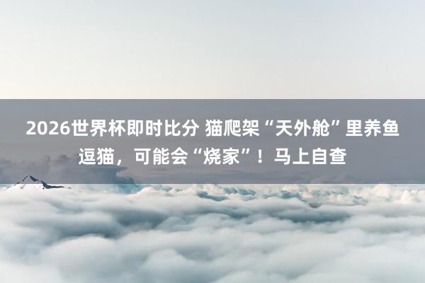 2026世界杯即时比分 猫爬架“天外舱”里养鱼逗猫,可能会“烧家”!马上自查